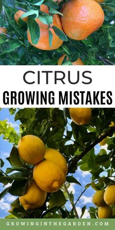 citrus trees with oranges growing on them and the words citrus growing makes it easy to grow