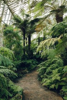 the inside of a greenhouse with lots of trees and plants