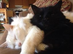 two black and white cats laying next to each other on a couch in a living room