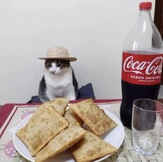 a cat sitting at a table with some food on it and a bottle of coke