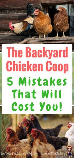 the backyard chicken coop 5 mistakes that will cost you