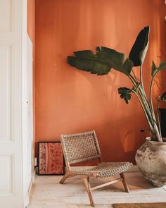 a chair and potted plant against an orange wall