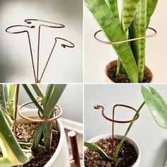 four pictures of plants in pots with wire stems