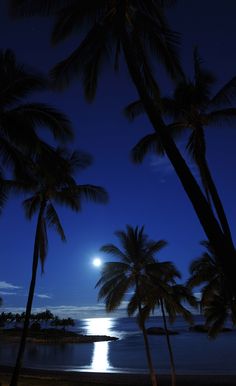 palm trees and the moon are lit up in the night sky over an ocean beach