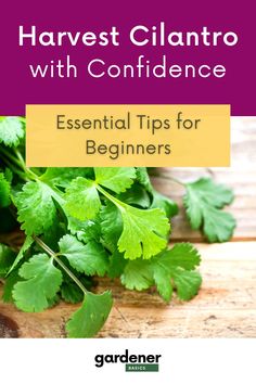 a bunch of green leaves with the title harvest cilantro with confidence essential tips for beginners