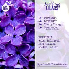 Lilac Essential Oil, Essential Oil Perfume Blends, Essential Oil Perfumes Recipes, Floral Essential Oils, Essential Oil Combinations, Essential Oil Diffuser Blends Recipes, Essential Oils Herbs, Essential Oil Diffuser Recipes, Oil Diffuser Recipes