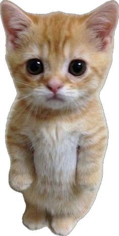 an orange kitten standing on its hind legs looking at the camera with one eye wide open