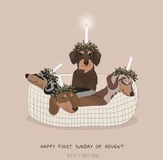 a dog is sitting in a bed with two dogs on it and the words happy first sunday of adventure written below