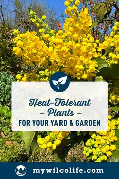 As temperatures rise, ensure your garden stays vibrant with heat-tolerant plants. Dig into resilient varieties and care tips in our blog. Heat Tolerant Flowers, Heat Tolerant Plants, Boston Ivy, Box Wood Shrub, Growing Vines, Best Perennials, Trumpet Vine, Potting Soil, Drought Tolerant