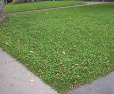 the grass is growing on the side of the street