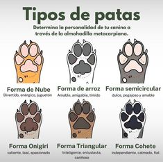 a poster with different types of paws and their corresponding names in spanish, english or spanish