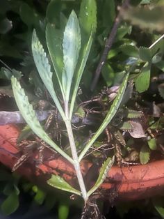 a plant with green leaves growing out of it's roots in a potted planter