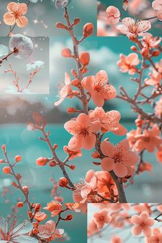 an image of flowers in the sky and water