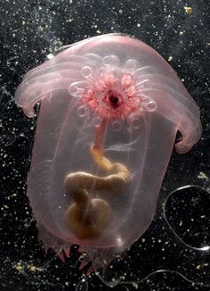 a jellyfish in the water with its head turned to look like it is floating