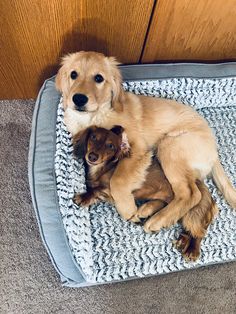 two puppies are laying on a dog bed