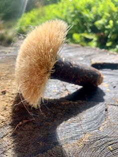 a piece of wood that has some kind of animal hair on it's head