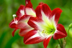 two red and white flowers with green leaves in the backgrounnd, close up