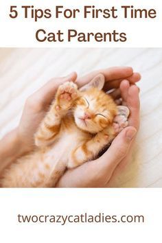 a person holding a kitten in their hands with the text 5 tips for first time cat parents