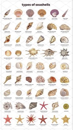 the types of seashells and their names are shown in this poster, which shows them