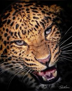 a close up of a leopard with its mouth open