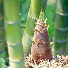 a group of green bamboo trees with brown leaves on the ground and one tree has its trunk wrapped around it