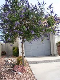 a tree with purple flowers in front of a house