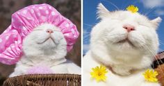 two pictures one with a cat wearing a pink hat and the other with yellow flowers