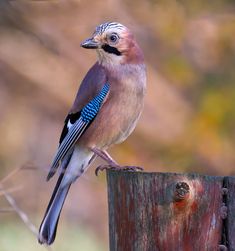 a blue and brown bird sitting on top of a wooden post next to a tree