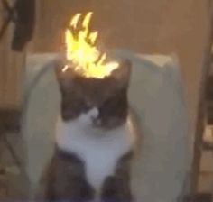 a cat sitting in a chair with a fire on top of it's head