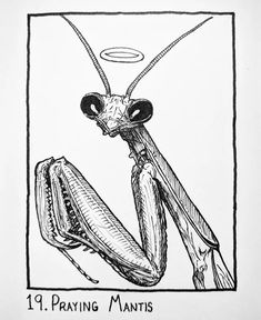 a drawing of a praying mantisca with the caption praying mantisca