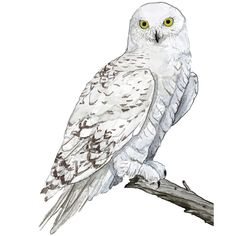 an owl sitting on top of a tree branch with yellow eyes and white body feathers