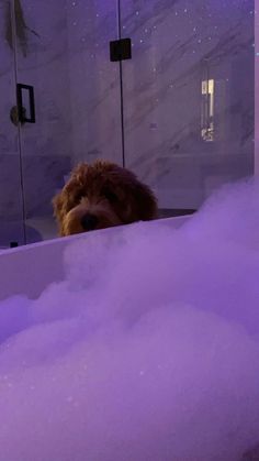 a brown dog sitting in a bathtub filled with foam