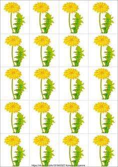 yellow dandelions are arranged in rows on a white background with green stems and leaves