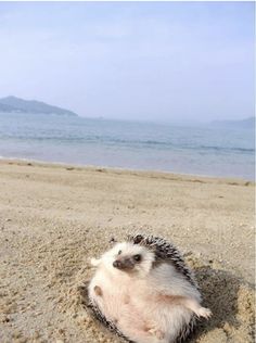 a small hedge sitting on top of a sandy beach