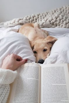 a dog laying on top of a bed next to a person holding an open book