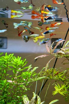 many different colored fish swimming in an aquarium