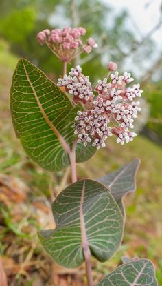 small white flowers and green leaves on the ground in front of some trees with lots of foliage