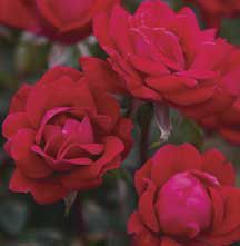 red flowers are blooming in the garden