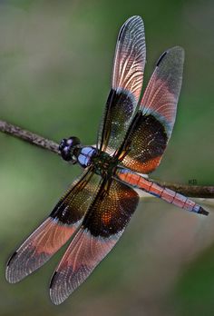 a dragonfly sitting on top of a tree branch