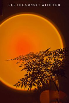 the sun is setting behind a tree in front of an orange circle with text that reads, see the sunset with you