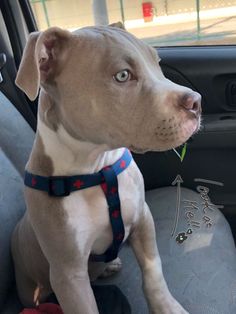 a dog sitting in the back seat of a car wearing a red and blue harness