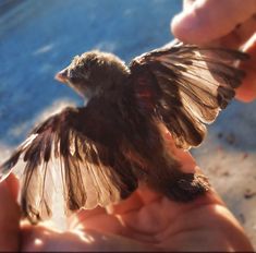 a person holding a small bird in their hand with it's wings spread wide open