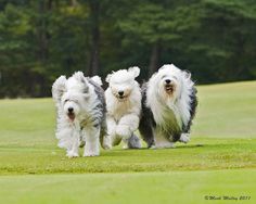 three dogs running in the grass with trees in the background