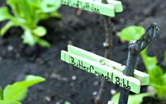 a close up of a plant with two signs attached to it's stems in the dirt