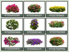 various types of flowers are shown in this image