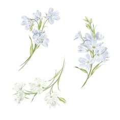 three different types of flowers are shown in this drawing technique, one is blue and the other is white