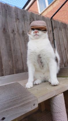 a white and brown cat wearing a hat on top of a wooden table next to a fence