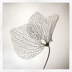 a large leaf is shown in black and white, against a gray sky with no clouds