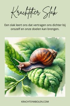 a snail sitting on top of a green leaf next to the words, kalepter