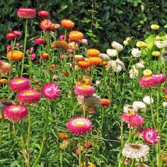 many different colored flowers growing in a field